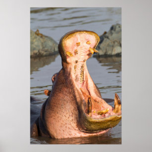 Hippo yawning, Tanzania Poster