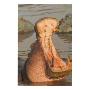 Hippo yawning, Tanzania Wood Wall Decor
