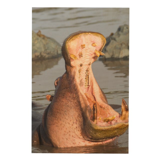 Hippo yawning, Tanzania Wood Wall Decor (Front)