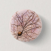 Hippocampal neuron - Button & Pin