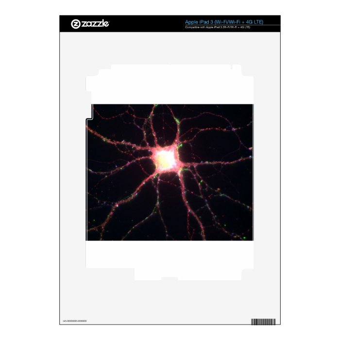 Hippocampal neurons 2 skins for iPad 3