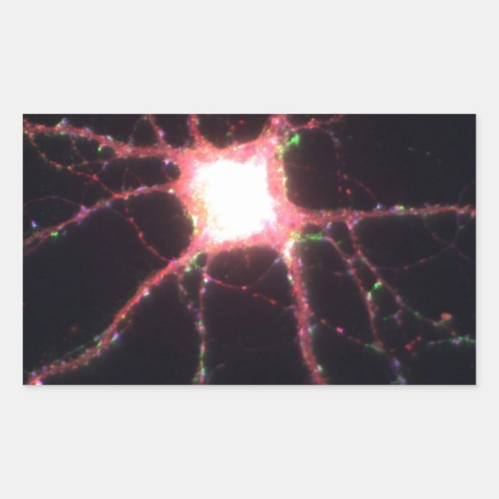 Hippocampal neurons 2 sticker