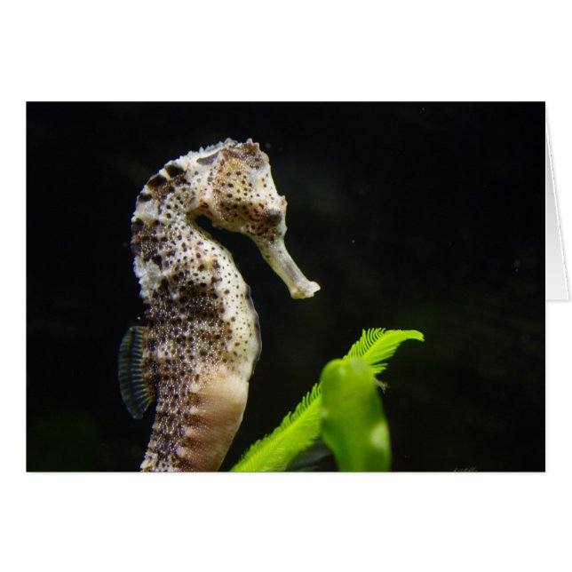 Hippocampus Cards (Front Horizontal)