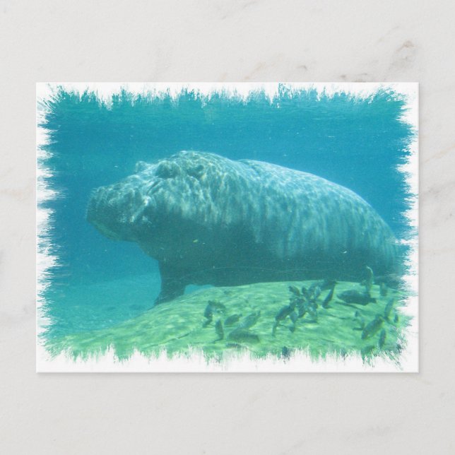 Hippopatumus Habitat Postcard (Front)