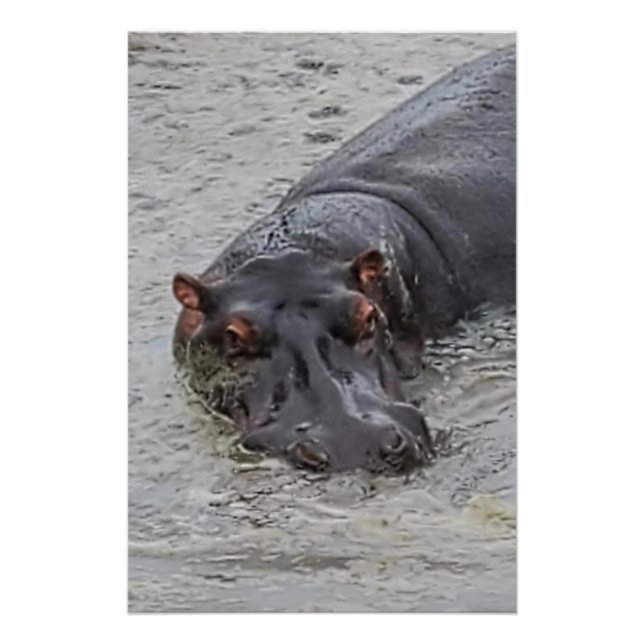 Hippoposterus Poster (Front)