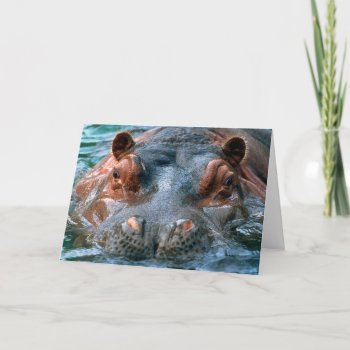 Hippopotamus #1-greeting Card by rgkphoto at Zazzle