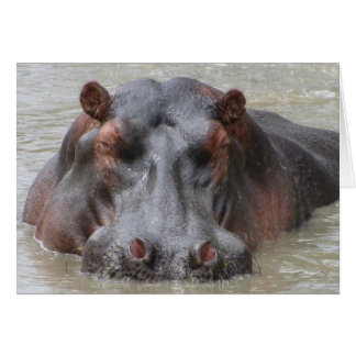 Hippopotamus Cards