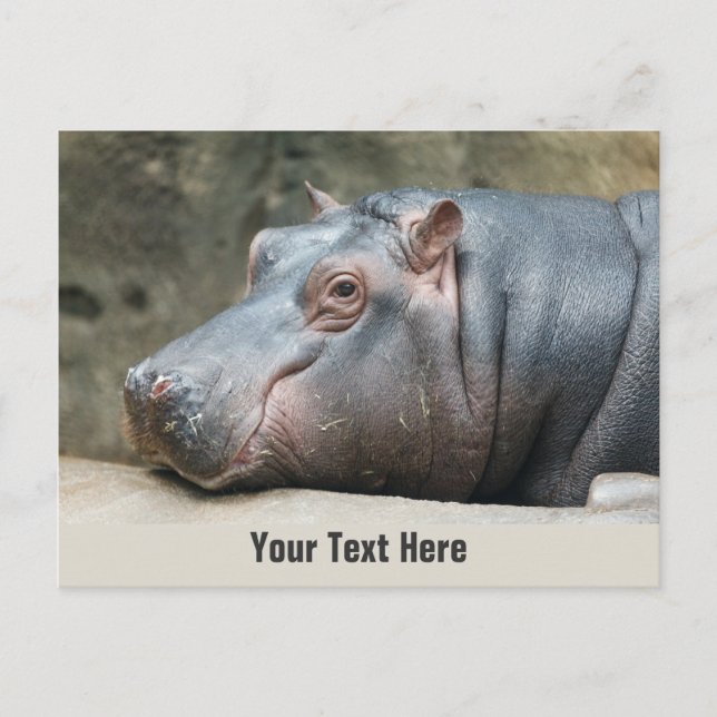 Hippopotamus custom postcard (Front)
