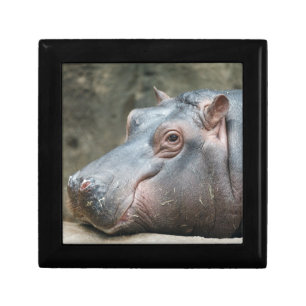 Hippopotamus gift / trinket box