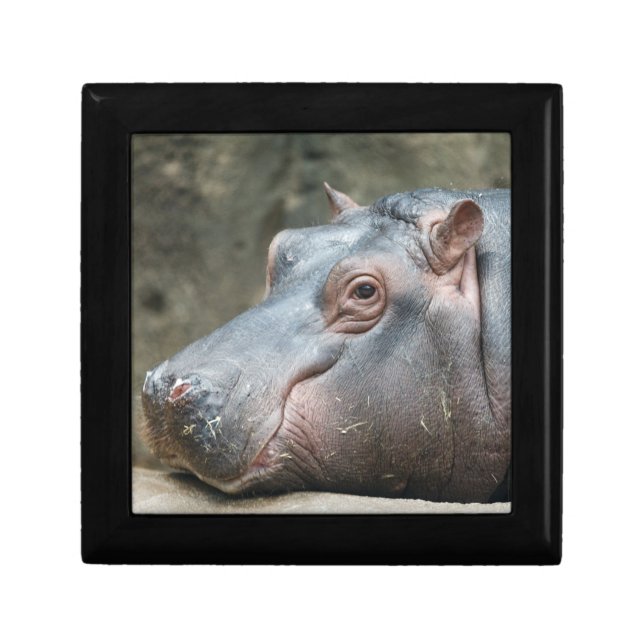 Hippopotamus gift / trinket box (Front)