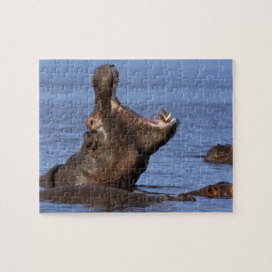 Hippopotamus (Hippopotamus amphibius) in the Jigsaw Puzzle