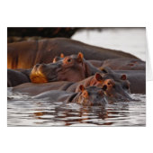 Hippopotamus, Hippopotamus amphibius, Lake (Front Horizontal)