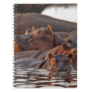 Hippopotamus, Hippopotamus amphibius, Lake Notebook