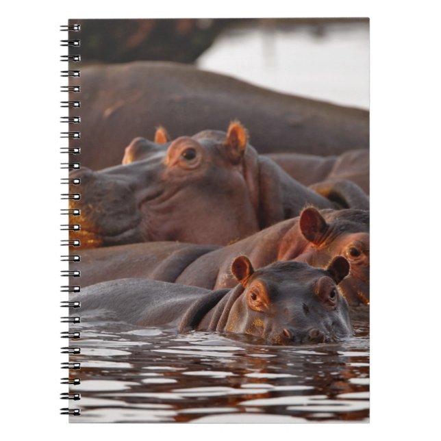 Hippopotamus, Hippopotamus amphibius, Lake Notebook (Front)