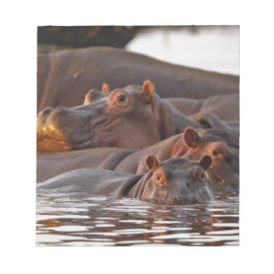Hippopotamus, Hippopotamus amphibius, Lake Notepad