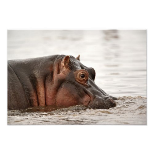 Hippopotamus Hippopotamus amphibius Lake Photo Print