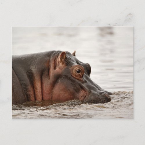 Hippopotamus Hippopotamus amphibius Lake Postcard