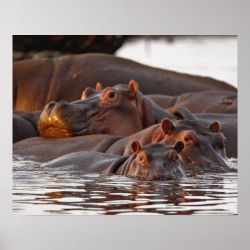 Hippopotamus Hippopotamus amphibius Lake Poster
