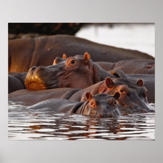 Hippopotamus, Hippopotamus amphibius, Lake Poster (Front)
