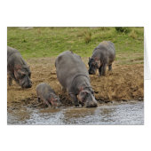 Hippopotamus, Hippopotamus amphibius, Serengeti (Front Horizontal)