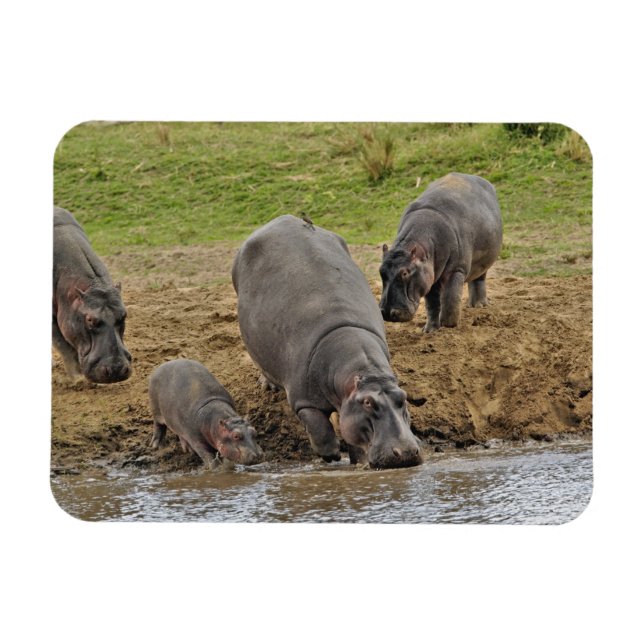 Hippopotamus, Hippopotamus amphibius, Serengeti Magnet (Horizontal)