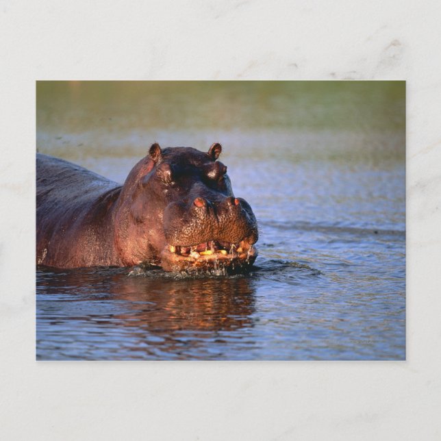 Hippopotamus in River Postcard (Front)