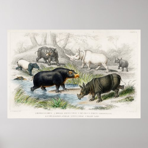 Hippopotamus Indian Rhinoceros Muchoco Poster