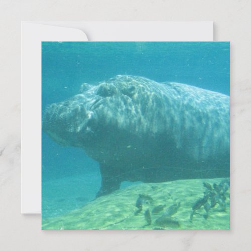 Hippopotamus Invitation