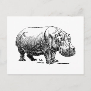 Hippopotamus Postcard