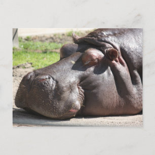 Hippopotamus Postcard