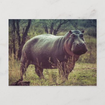 Hippopotamus Postcard by freya18801 at Zazzle