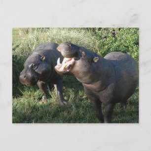 Hippopotamus Postcard
