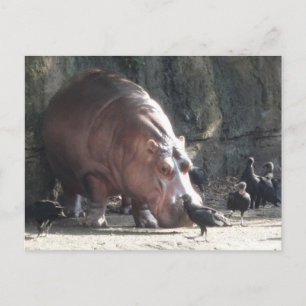Hippopotamus Postcard