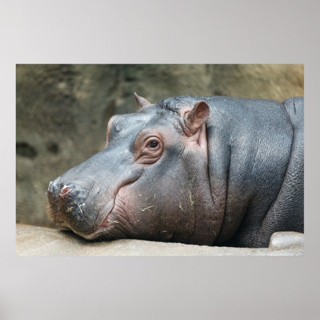 Hippopotamus poster (Front)