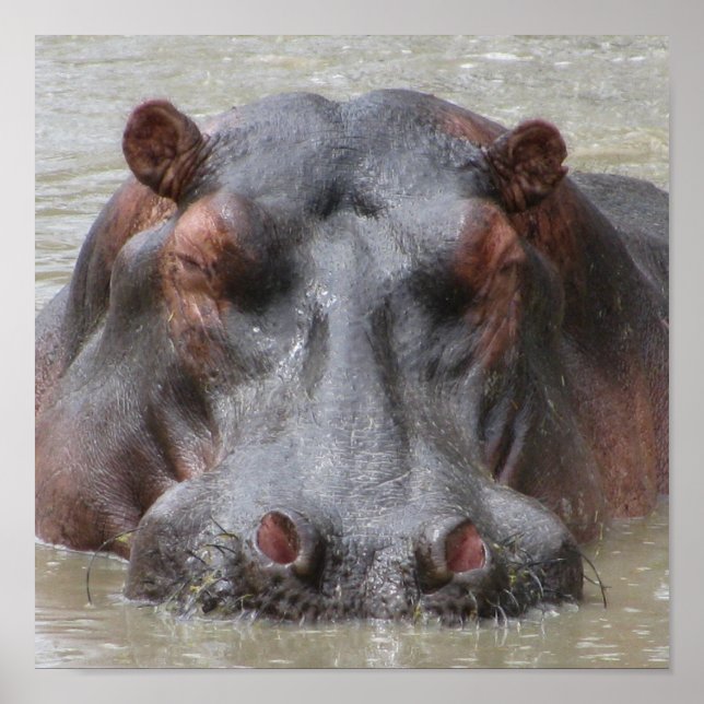 Hippopotamus Poster (Front)