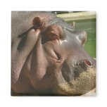 Hippopotamus Square Pin Magnet