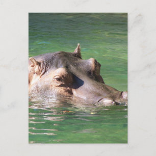 Hippopotamus Swimming On The Surface Postcard