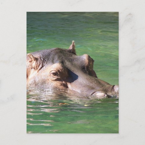 Hippopotamus Swimming On The Surface Postcard