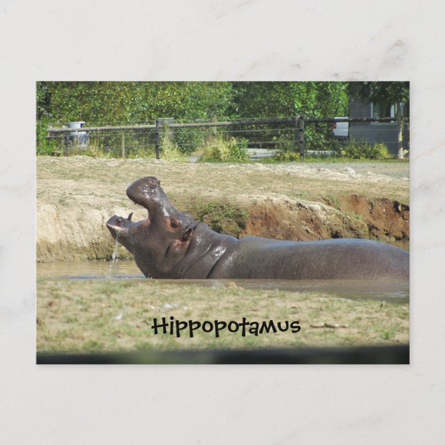 Hippopotamus Taking a Drink Postcard (Front)