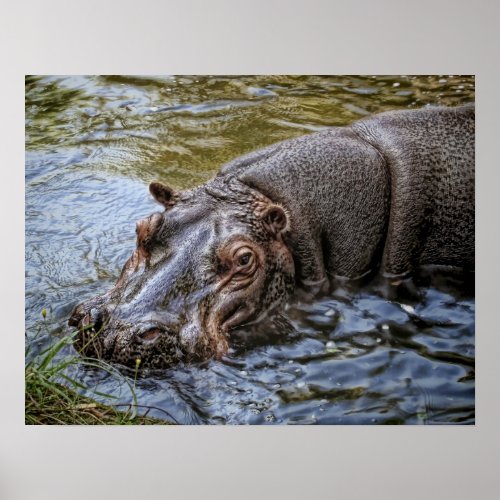 HIPPOPOTAMUS the RIVER KING Poster