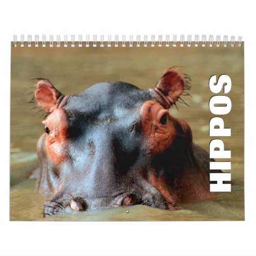 Hippopotamus Wall Calendar