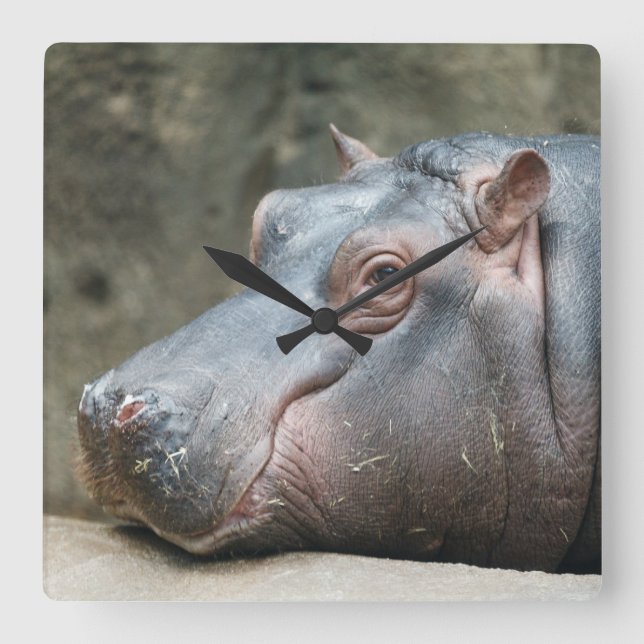 Hippopotamus wall clock (Front)