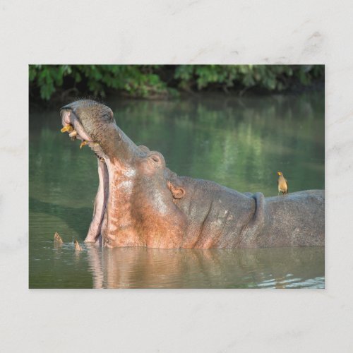 Hippopotamus with Mouth Open Postcard