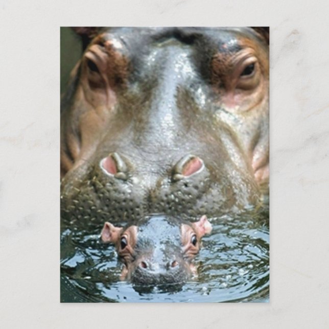 Hippopotamuses and Baby Postcard (Front)