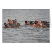 Hippos (Front Horizontal)