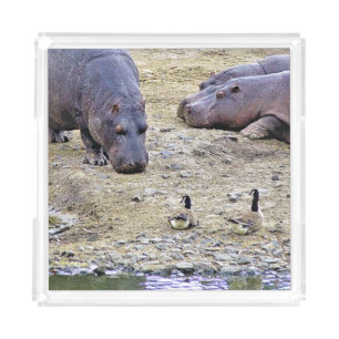 HIPPOS ACRYLIC TRAY