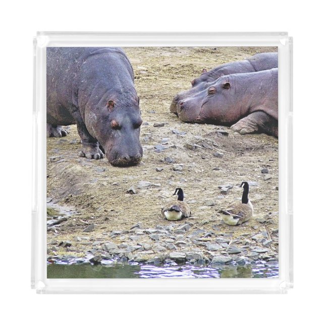 HIPPOS ACRYLIC TRAY (Front)