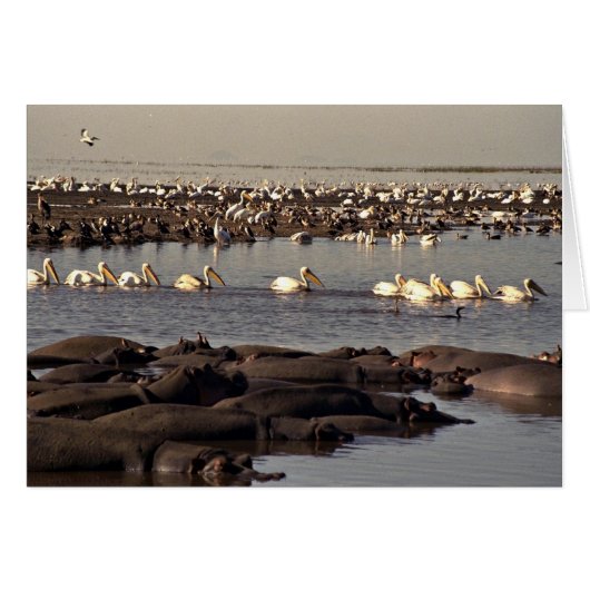 Hippos and pelicans cards (Front Horizontal)