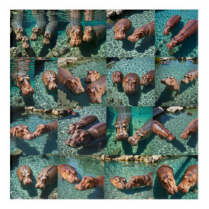 Hippos at Play: A Pond Paradise Acrylic Print