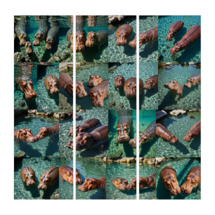 Hippos at Play: A Pond Paradise Triptych